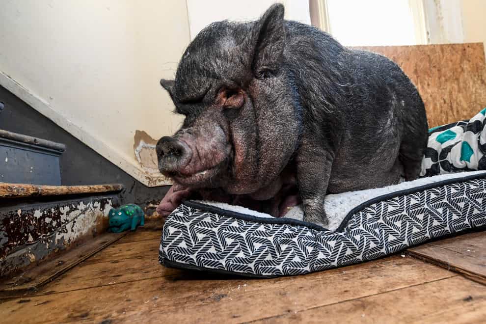 Ellie the pot-bellied pig (AP)
