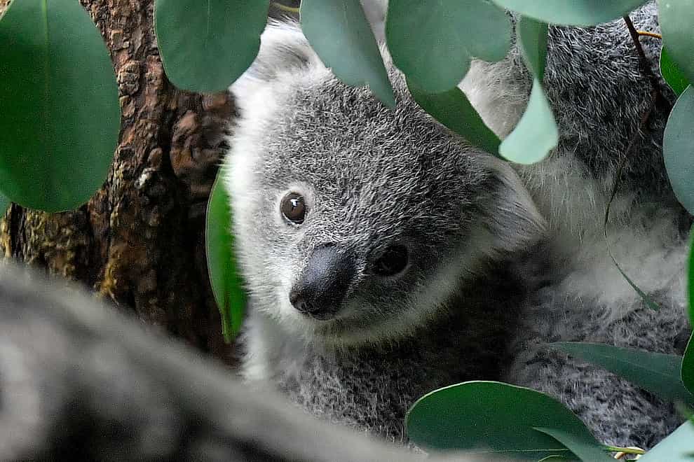 A young koala looks through eucalyptus leaves in a zoo in Duisburg, Germany (AP)