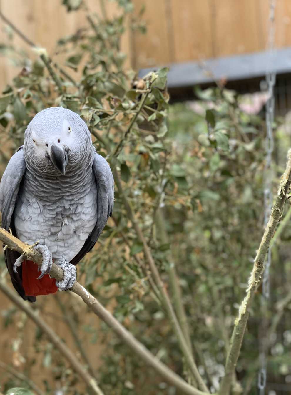 Firefighters warned pet owners of the dangers involved in attempting to rescue parrots (Lincolnshire Wildlife Park/PA)