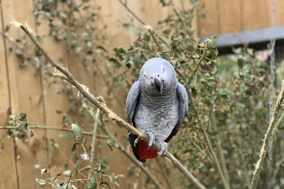Firefighters warned pet owners of the dangers involved in attempting to rescue parrots (Lincolnshire Wildlife Park/PA)