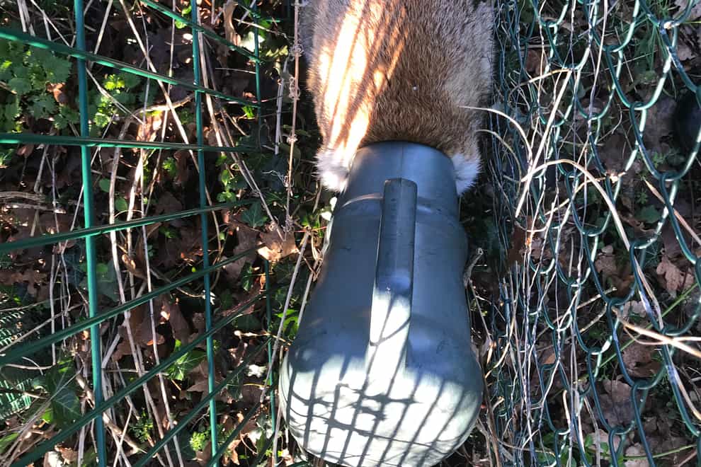A fox got its head stuck inside a watering can near Colchester in Essex (RSPCA/PA)