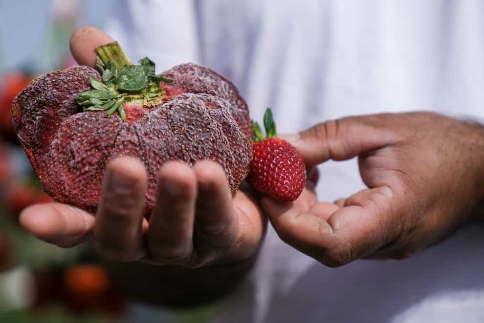Israeli farmer Chahi Ariel holds a strawberry weighing a whopping 289 grams in Kadima-Zoran, Israel, (Ariel Schalit/AP)