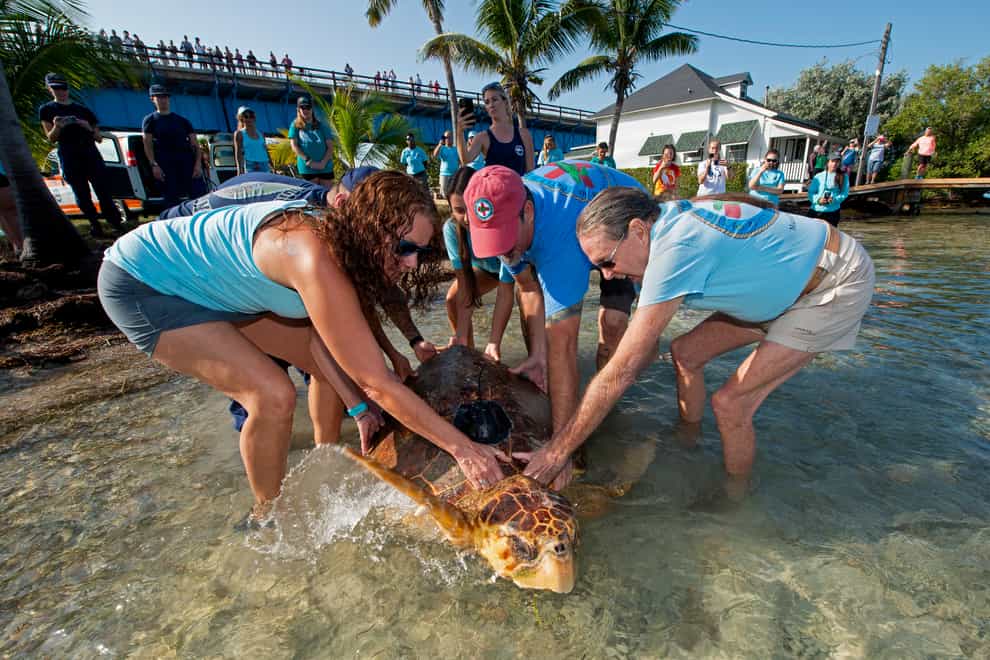 The loggerhead sea turtle is released at Pigeon Key near Marathon, Florida (Florida Keys News Bureau via AP)