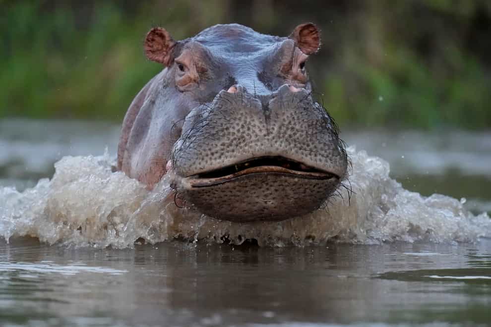 A hippo swims in the Magdalena river in Puerto Triunfo, Colombia (AP)