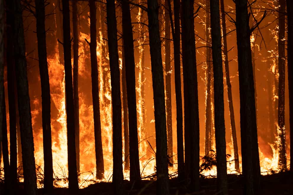 A fire burns pine trees in the province of Corrientes in Argentina (Rodrigo Abd/AP)