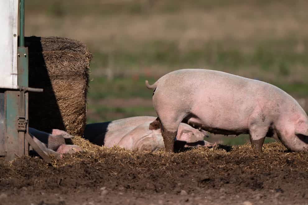 George Eustice was challenged on Government policy on the pig crisis (Joe Giddens/PA)