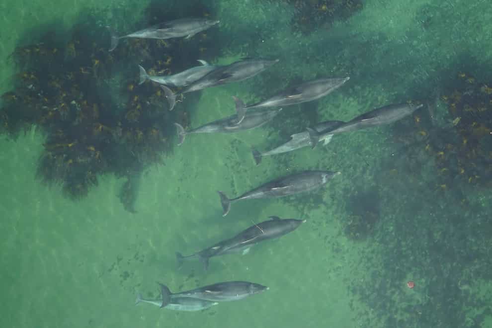 Drones were used to take photos of dolphins (University of Aberdeen Lighthouse Field Station/PA)
