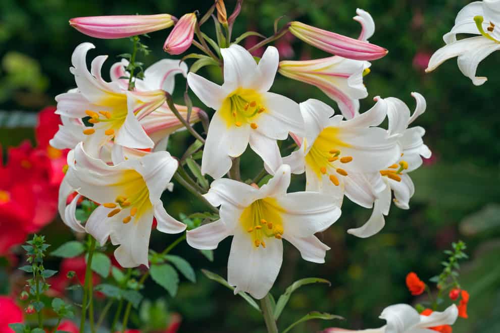 Which bulbs should you plant in spring? (Alamy/PA)