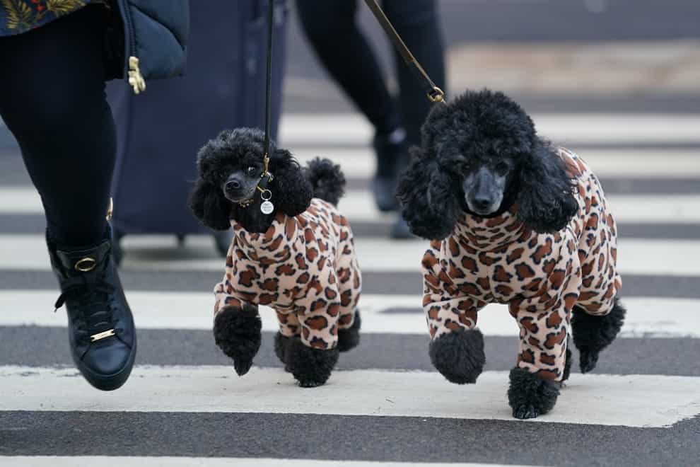 A woman walks miniature poodles into the first day of the Crufts Dog Show at the Birmingham National Exhibition Centre (Jacob King/PA)