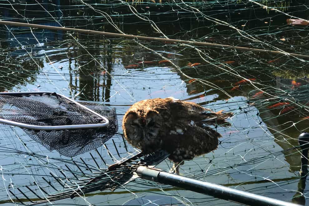 The owl had to be cut free by an RSPCA rescuer and has since been released back into the wild (RSPCA/PA)