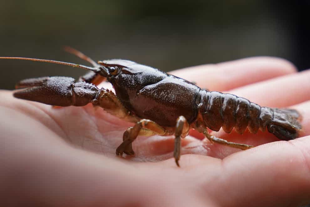 White-clawed crayfish are under threat due to bigger American invaders which can pass on a deadly bug (PA)