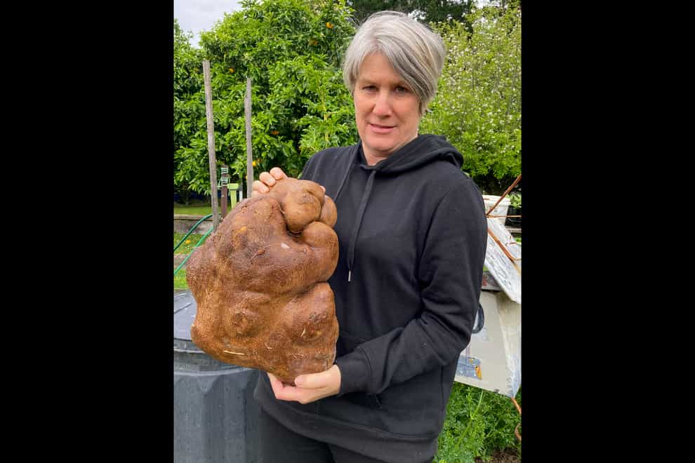 Donna Craig-Brown holds ‘Doug’, which was believed to be the world’s largest potato, on her farm near Hamilton, New Zealand (Colin Craig-Brown/AP)