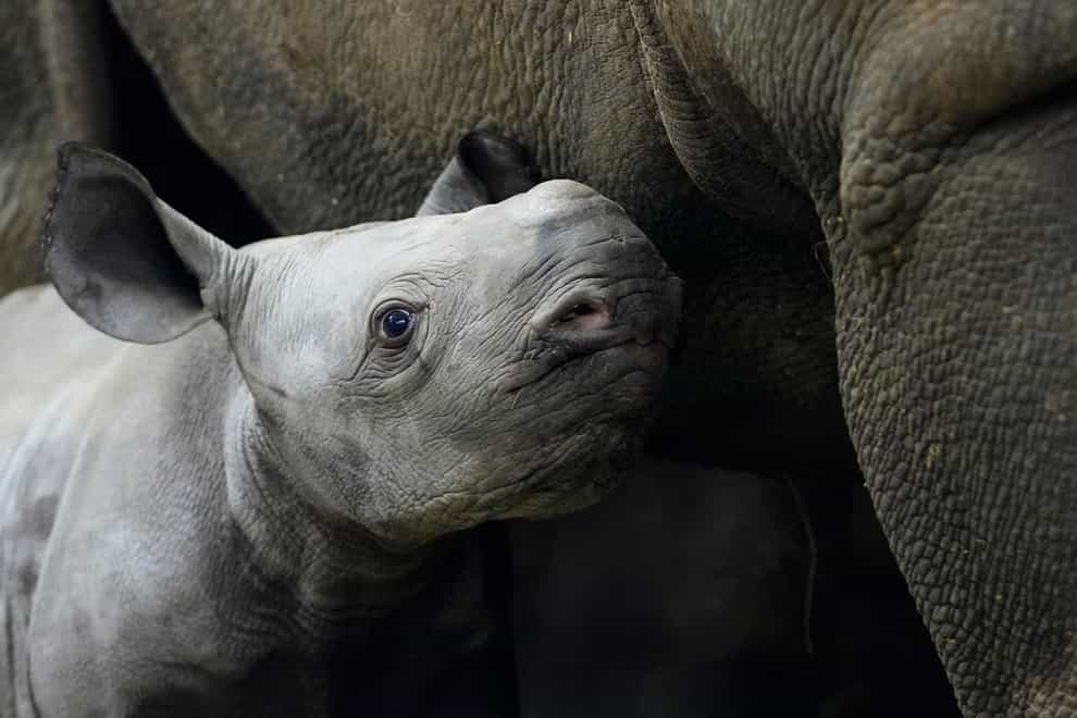 The baby rhino has been named Kyiv in honour of the Ukrainian soldiers who are battling the Russian invasion (AP Photo/Petr David Josek)