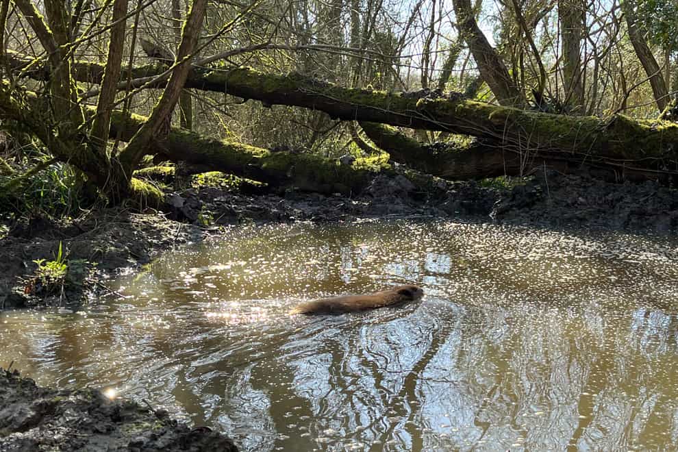 The male beaver released into an enclosure in Enfield (Emily Beament/PA)