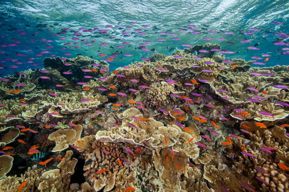 Australia’s Great Barrier Reef has been hit by widespread coral bleaching (J. Sumerling/Great Barrier Reef Marine Park Authority via AP)