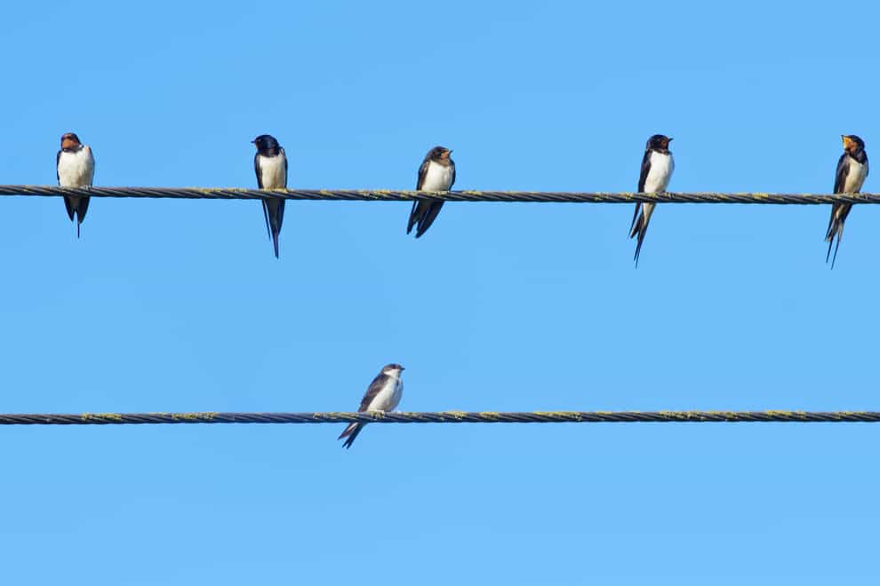 Swallows and house martins perching on a wire (Nick Upton/PA)