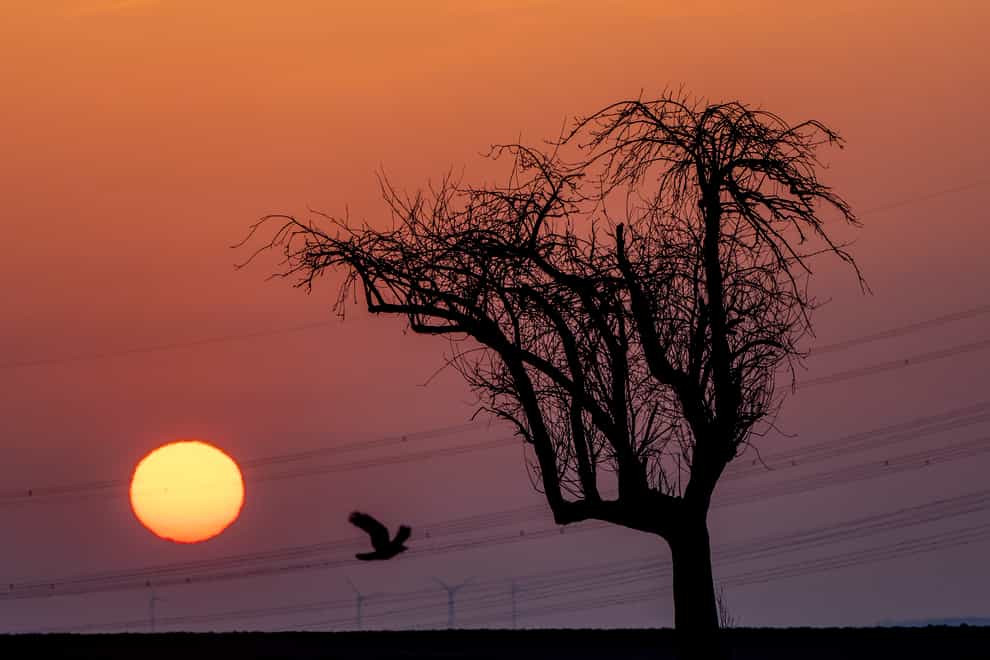 A bird flies by as the sun rises behind a tree in the outskirts of Frankfurt, Germany (Michael Probst/AP)
