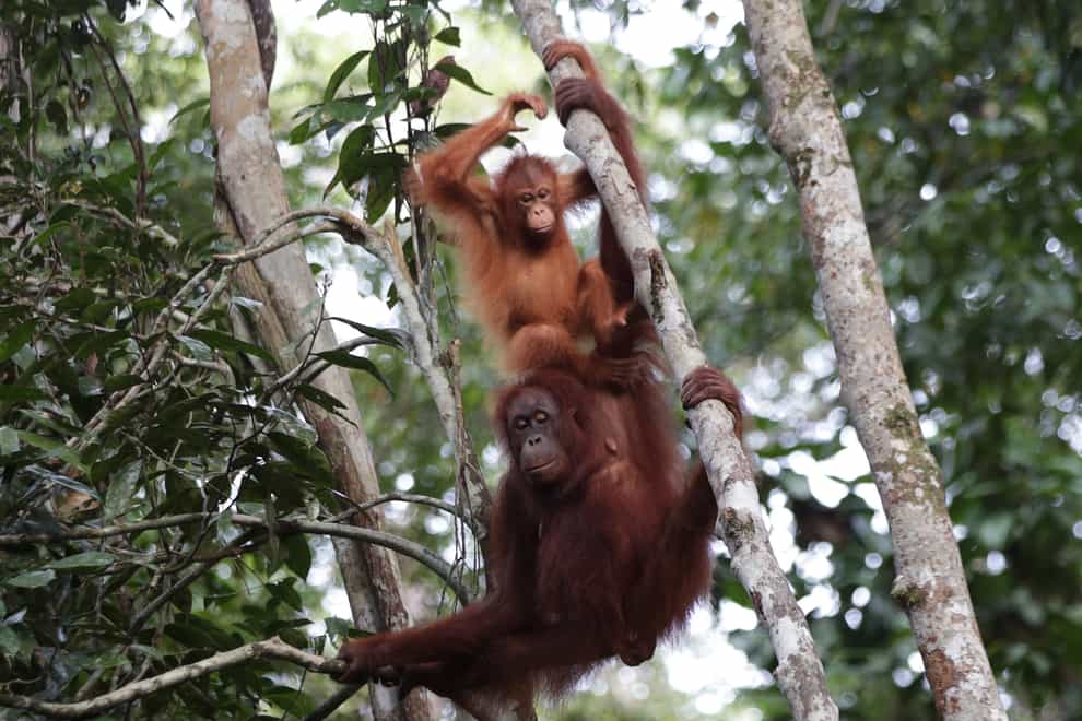 Orangutan vocabularies ‘shaped by social mingling, like in humans’ (Yui Mok/PA)
