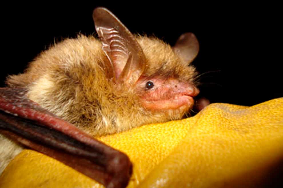 A northern long-eared bat (Wisconsin Department of Natural Resources via AP, File)