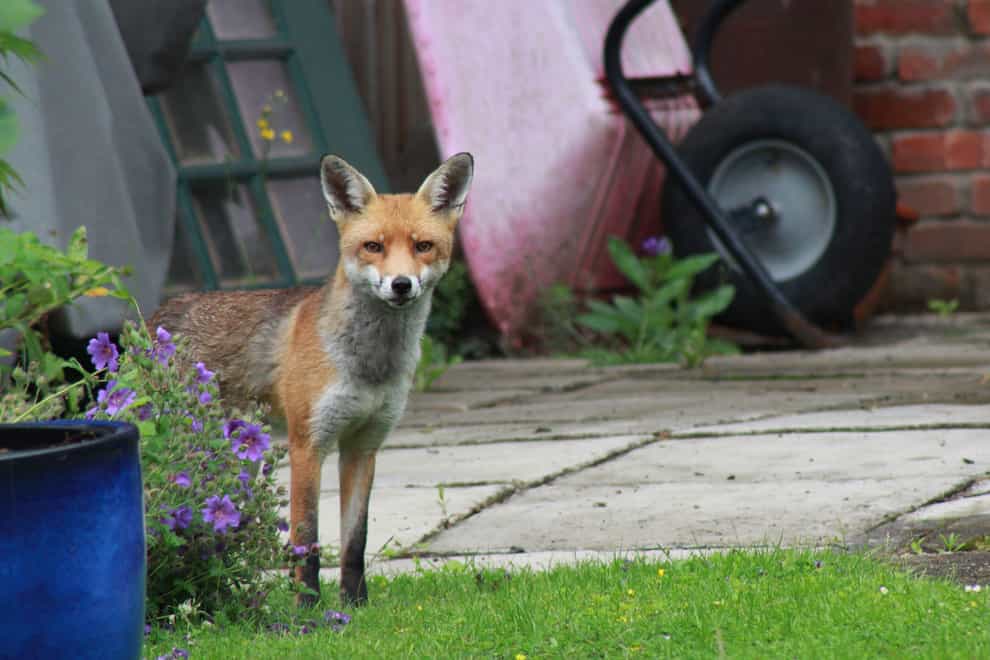 Why foxes, wasps, fungi and flies can all be good for the garden (Alamy/PA)