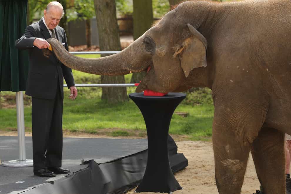 The Duke of Edinburgh with an elephant at ZSL Whipsnade Zoo (Chris Radburn/PA)