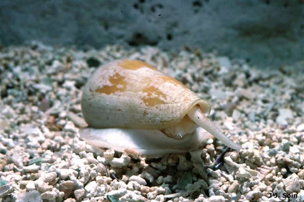 Scientists hope understanding how cone snails produce their venom could unlock better drugs of the future (Conco/PA)