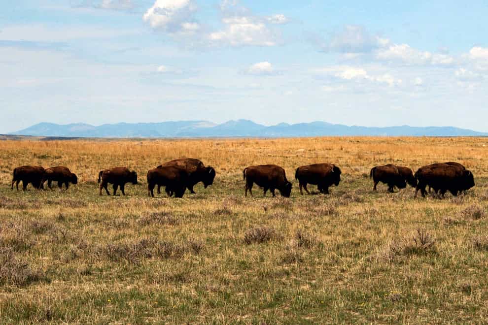 A herd of bison move through land controlled by the American Prairie Reserve south of Malta, Montana (AP)
