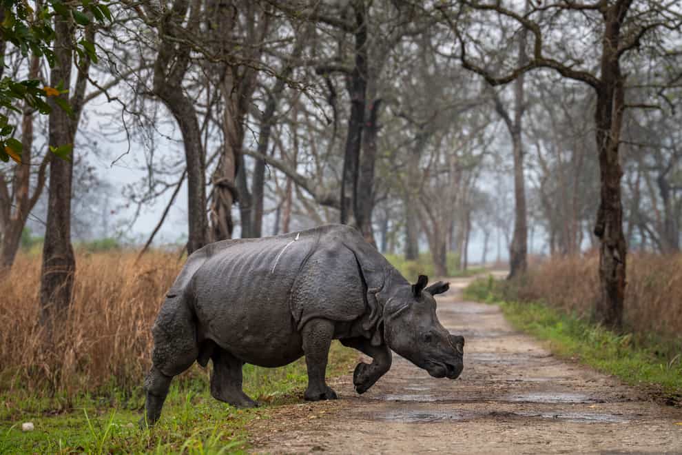 A one-horned rhinoceros at the park (AP)