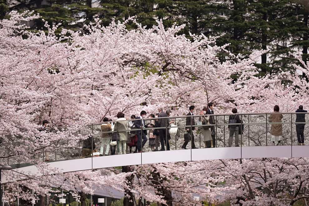 Visitors view seasonal cherry blossoms from a pedestrian bridge in Tokyo (Eugene Hoshiko/AP)