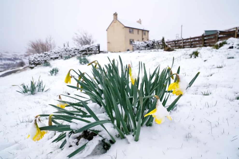 Daffodils bloom in the snow near Stanhope, Northumberland (Owen Humphreys/PA)
