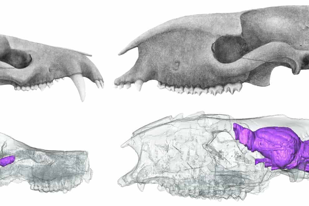CT scans helped researchers investigating the size of mammals’ brains (Ornella Bertrand/Sarah Shelley/University of Edinburgh/PA)