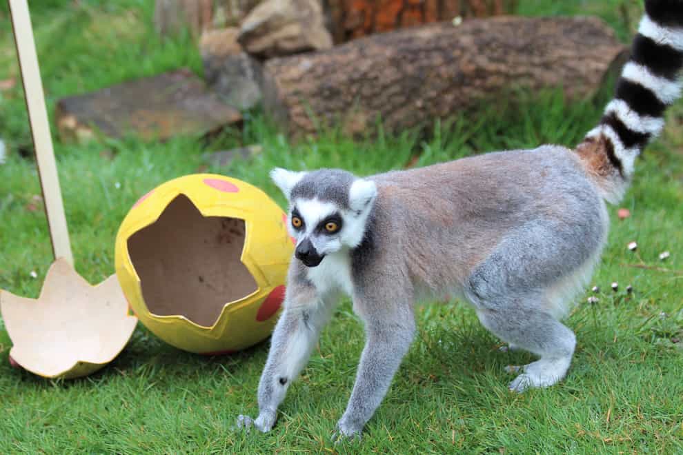 A lemur taking part in an Easter egg hunt at ZSL Whipsnade Zoo (ZSL Whipsnade Zoo/PA)