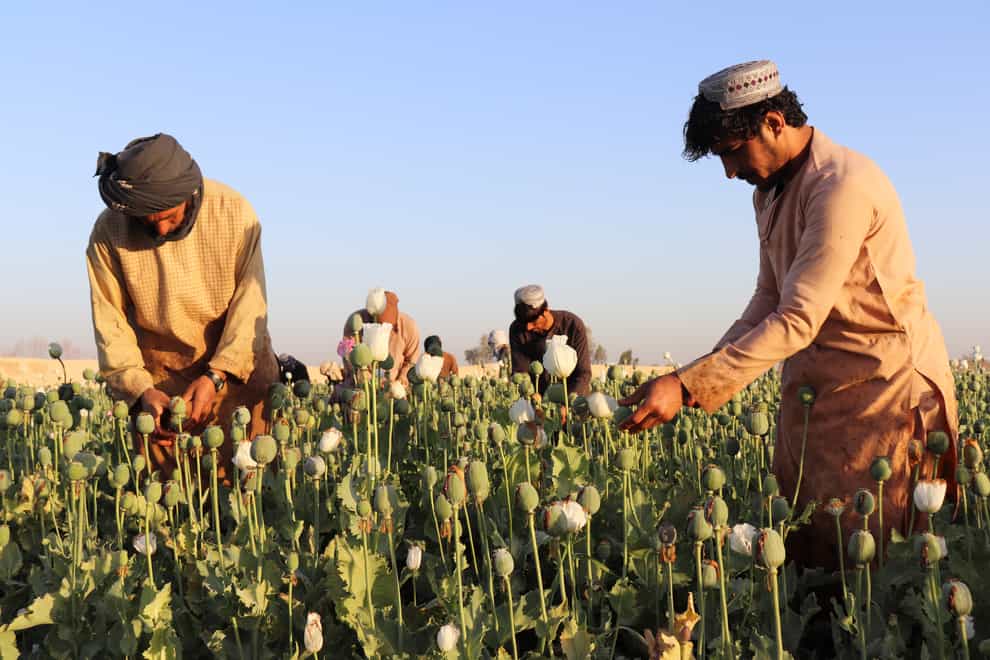 Afghan farmers harvest poppy in Nad Ali district in Helmand province (Abdul Khaliq/AP)