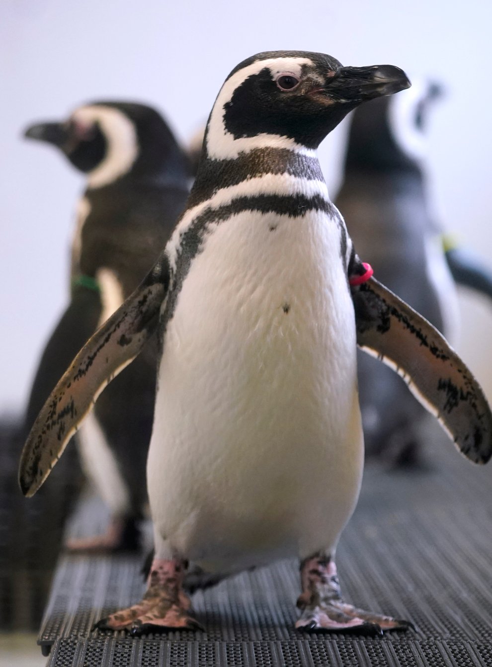 Magellan penguins stand in their enclosure at the Blank Park Zoo (Charlie Neibergall/AP)