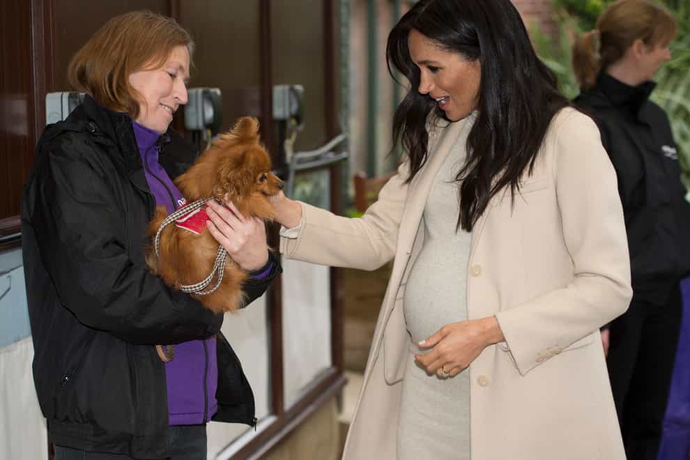 The Duchess of Sussex meets Foxy during a visit to Mayhew, an animal welfare charity she is now supporting as patron, at its offices in north-west London (Eddie Mulholland/Daily Telegraph/PA)