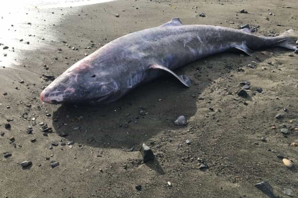 An incredibly rare Greenland shark was found washed up in Cornwall in March (Rosie Woodroffe/ZSL/PA)