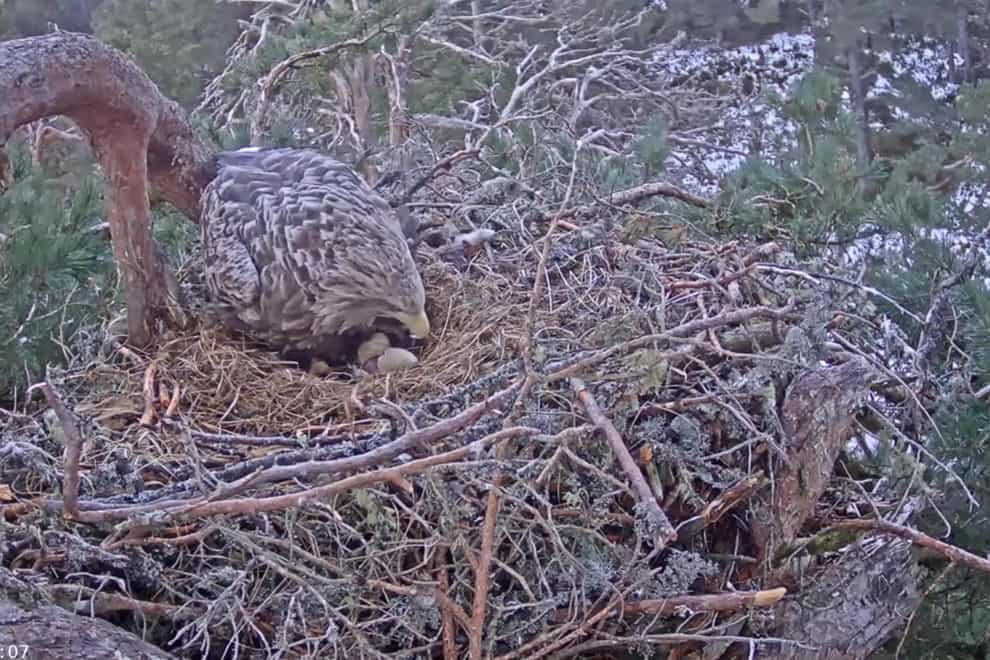 A hidden camera captured the moment the eagle egg hatched (RSPB Scotland/PA)
