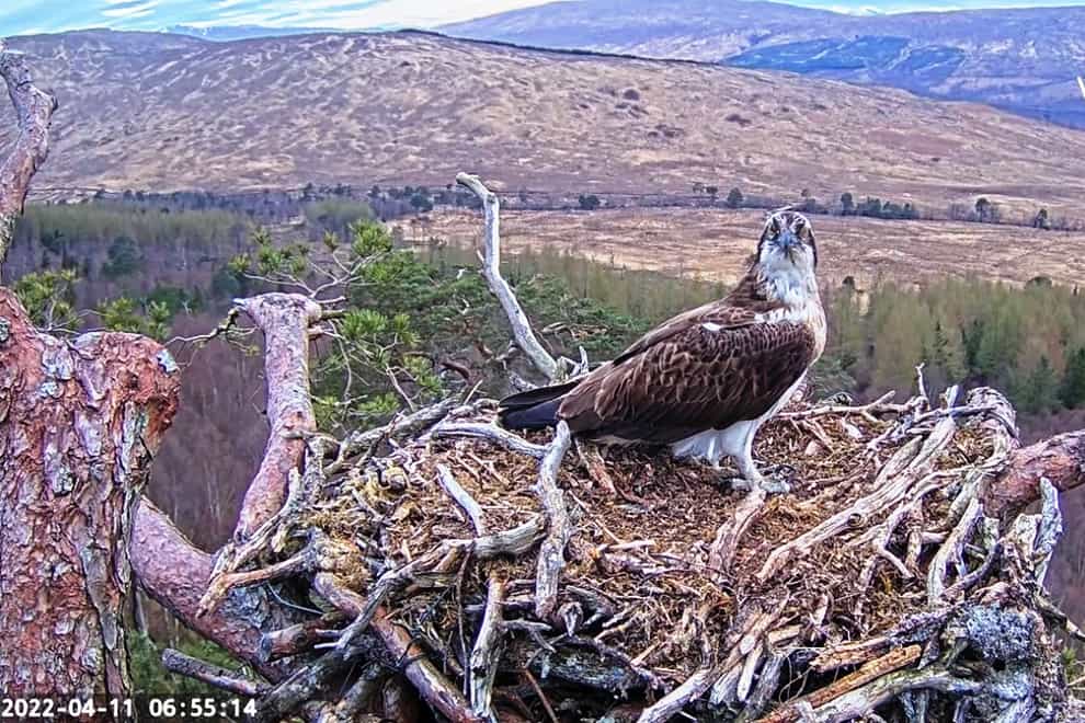 Louis the osprey returned to to Loch Arkaig Pine Forest in Lochaber at 6:49am on Monday (Woodland Trust Scotland/PA)