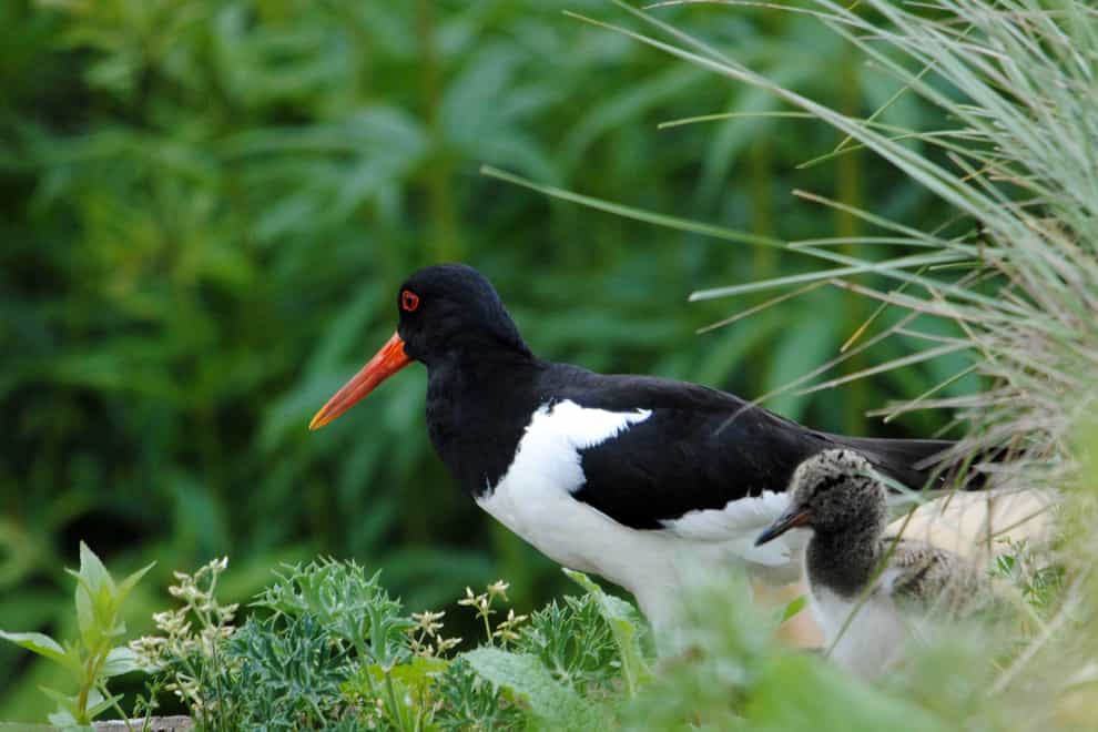 Oystercatcher with chick (Amy Lewis/PA)