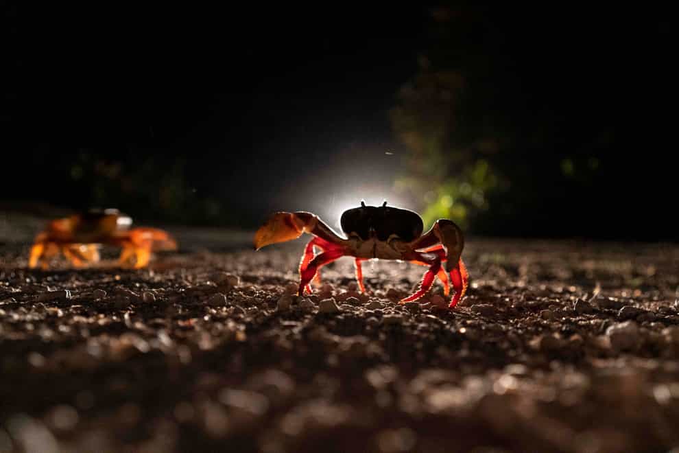 Crabs cross a road in Giron, Cuba (AP)