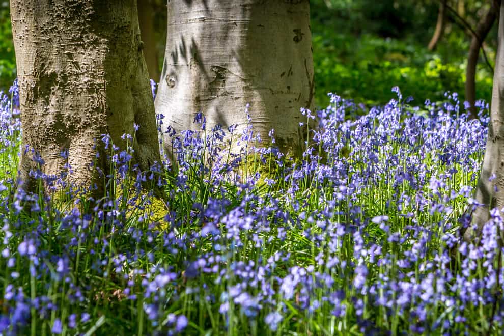 Bluebells bloom from April to May (Rob Grange/Woodland Trust/PA)