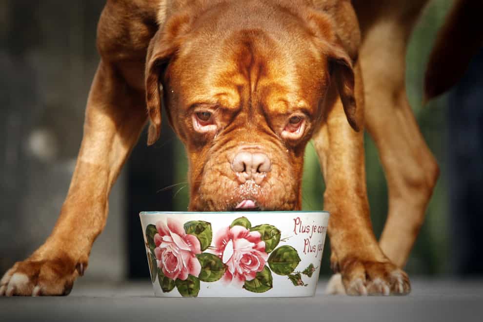 Vegan diets may be linked to better health in dogs, study suggests (Danny Lawson/PA)