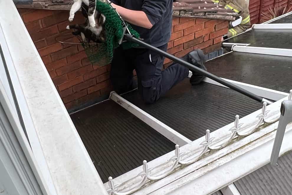 The cat and her kittens were rescued from a gutter in Birmingham (RSPCA/PA)