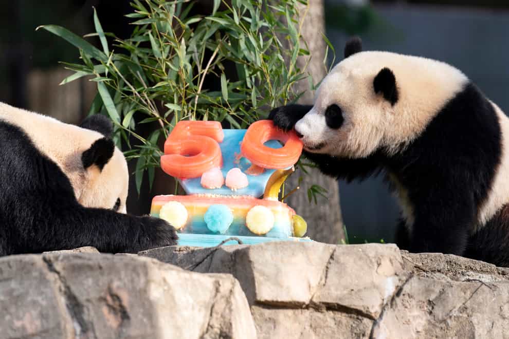Giant pandas Mei Xiang, left and her cub Xiao Qi Ji, tuck into the cake (AP)