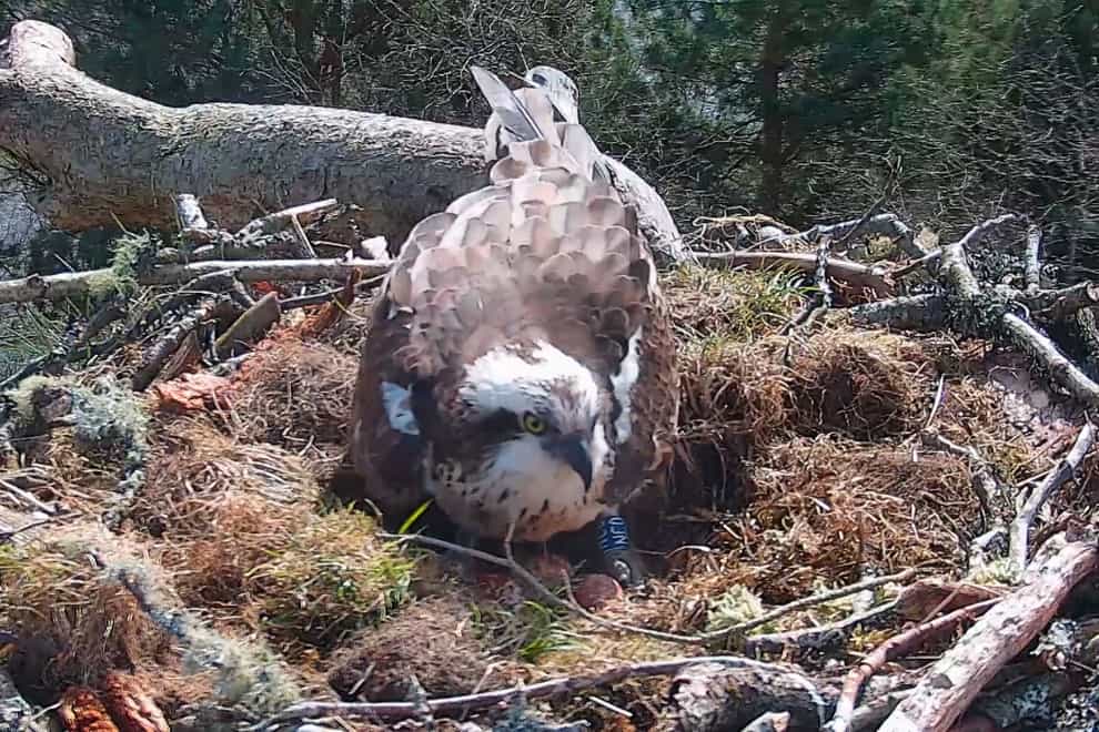 NC0 with three eggs at Loch of the Lowes Wildlife Reserve (Scottish Wildlife Trust)