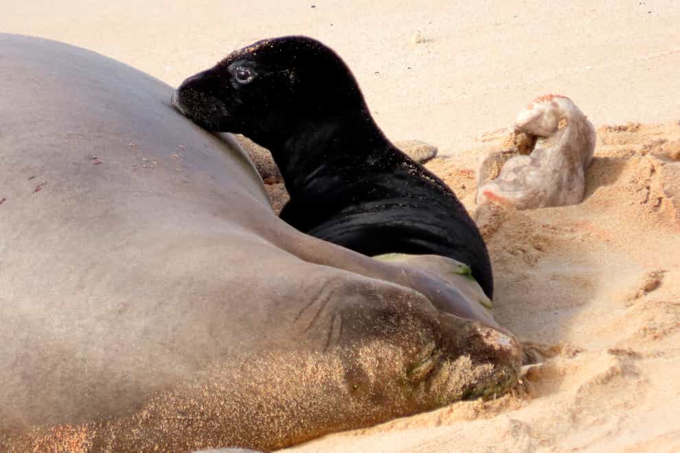 A Hawaiian monk seal and her newborn pup on a beach in Oahu, Hawaii (Lesley Macpherson/Hawai’i DLNR via AP)