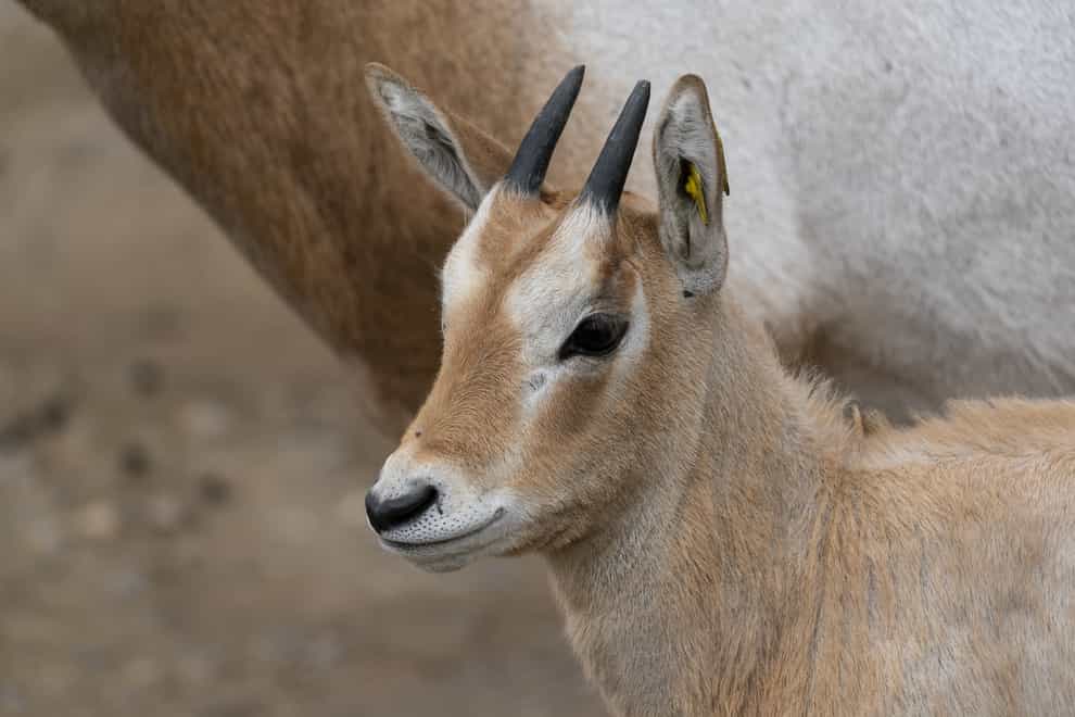 A scimitar-horned oryx calf named Freya, born at Marwell Zoo (Jason Brown/Marwell Wildlife/PA)