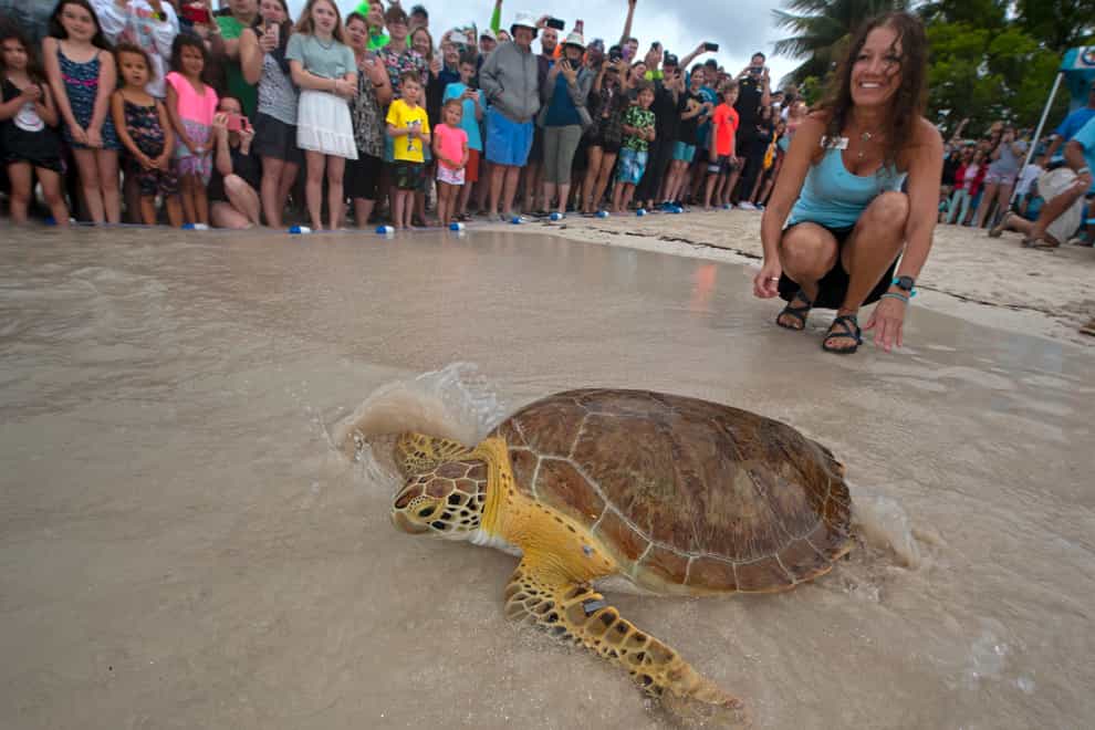 Bette Zirkelbach, right, manager of the Florida Keys-based Turtle Hospital, observes TJ Sharp, a juvenile green sea turtle, crawl into the ocean at Sombrero Beach in Marathon, Florida (Andy Newman/Florida Keys News Bureau via AP)