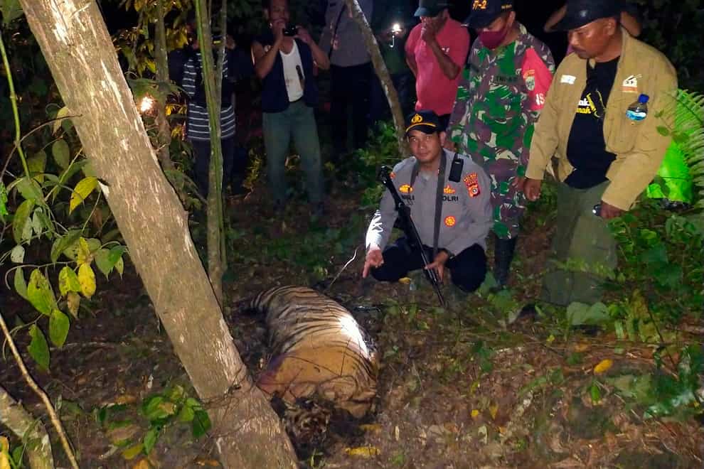 A police officer and local wildlife authorities show the carcass of one of three Sumatran tigers found dead after being caught in traps near near a palm oil plantation in East Aceh (AP)