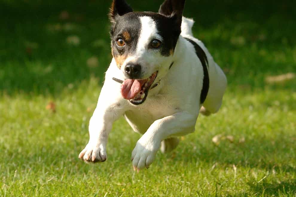Jack Russell terriers have the longest lifespan of all dogs, study suggests (David Jones/PA)